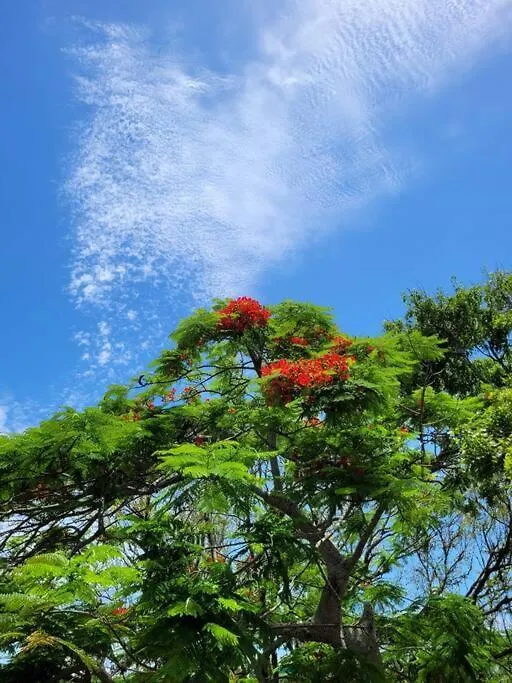 Respire Liberdade - Ingleses Florianopolis